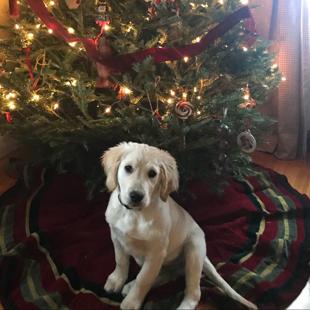 Meet your Posher, Morgan
